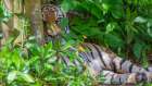 A Malayan tiger maintains a restful vigil Art Print